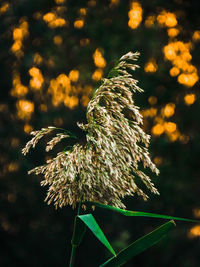 Close-up of wilted flower plant