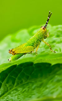 Close-up of insect on leaf