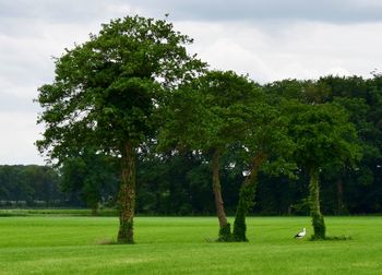 Trees on field against sky