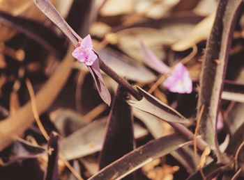 Close-up of pink flowering plant