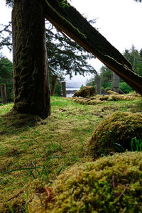 Plants growing on field in forest