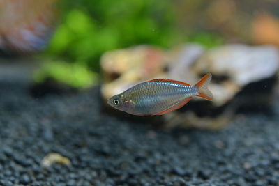 Close-up of fish in sea