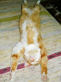 Cat resting on wooden floor