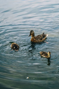 Ducks in a lake