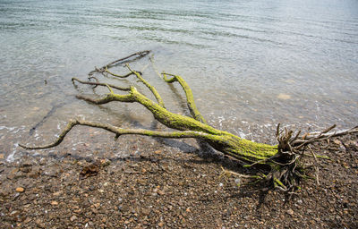 High angle view of lizard on shore