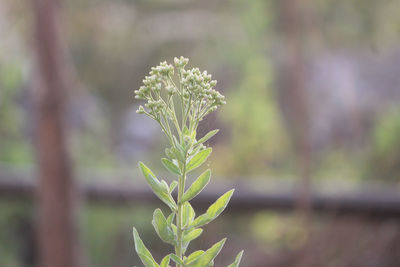 Close-up of flowering plant