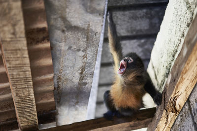 Monkey sitting on wood