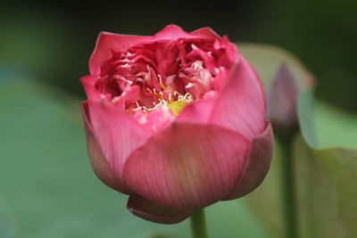 Close-up of pink lotus