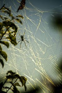 Spider on web