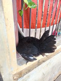 Close-up of bird perching on wood