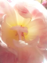 Macro shot of fresh pink flower