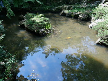 High angle view of trees by river in forest