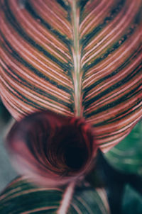 Close-up of woman with red leaf