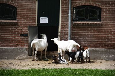 Horses in a building