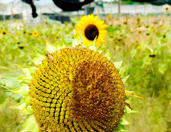 Close-up of yellow cactus flower