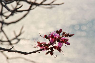 High angle view of plum blossom over sea