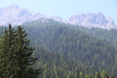 Pine trees on snowcapped mountains against sky