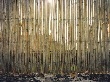 Full frame shot of bamboo trees in forest