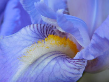 Full frame shot of purple iris flower