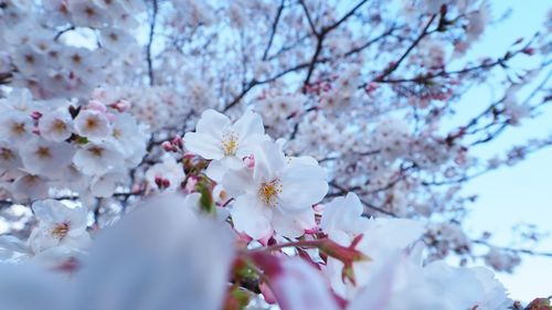 Close-up of cherry blossom