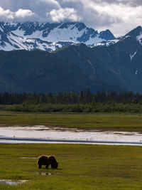 Horses on landscape by mountains against sky