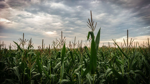 Close-up of wheat growing on field against sky