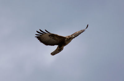 Low angle view of eagle flying in sky