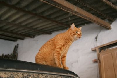 Low angle view of cat sitting on roof