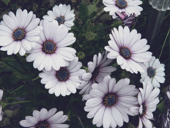 High angle view of white osteospermum flowers blooming at park