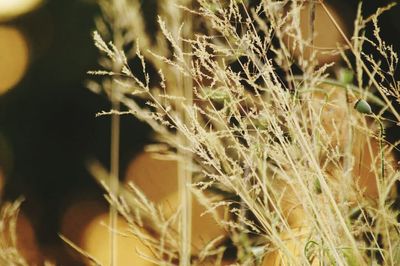 Close-up of plant against blurred background