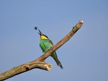 Low angle view of bird perching on branch