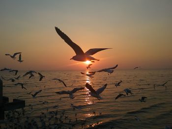 Birds flying over sea against sky during sunset