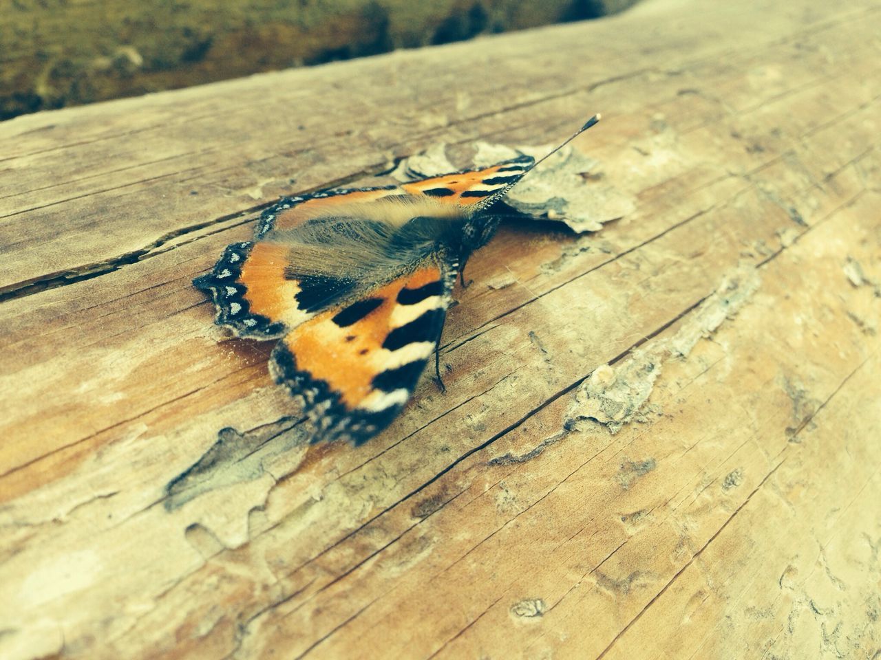 insect, animal themes, animals in the wild, one animal, wildlife, wood - material, wooden, close-up, high angle view, plank, butterfly - insect, selective focus, nature, butterfly, focus on foreground, animal wing, day, no people, outdoors, animal antenna