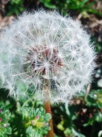 Close-up of dandelion growing in field