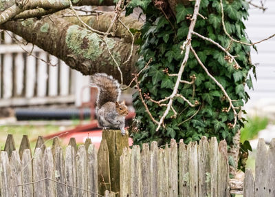 Bird perching on a fence