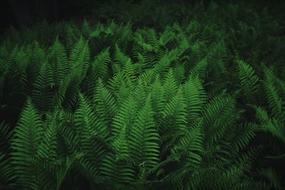 Full frame shot of ferns at night