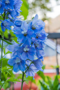 Close-up of blue flowers blooming outdoors