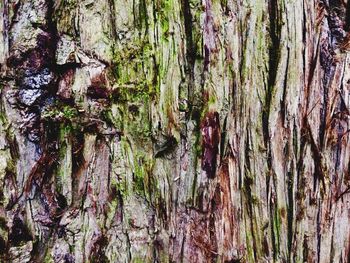 Full frame shot of tree trunk