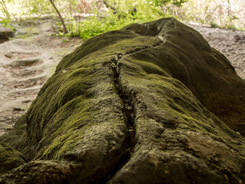 Close-up of tree trunk