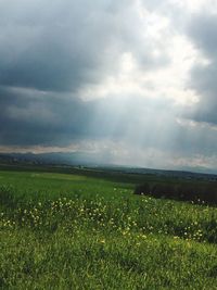 Scenic view of field against sky