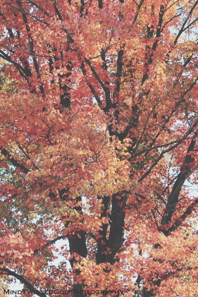 tree, autumn, branch, change, growth, season, beauty in nature, nature, low angle view, tranquility, tree trunk, scenics, tranquil scene, day, outdoors, no people, forest, orange color, sky, idyllic