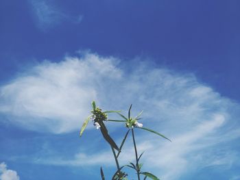 Low angle view of flowering plant against blue sky