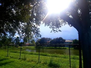 Sunlight streaming through trees on field during sunny day