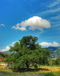 Trees on field against sky