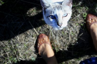 Close-up of hand holding cat