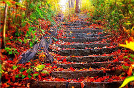 Red autumn trees