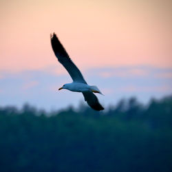 Seagull flying in sunse