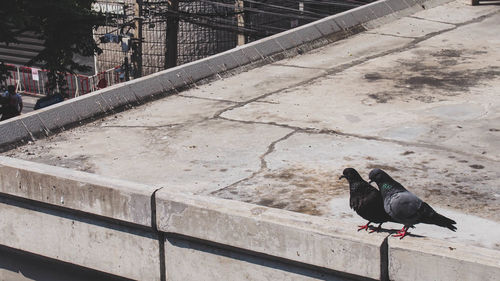 High angle view of pigeon perching on railing