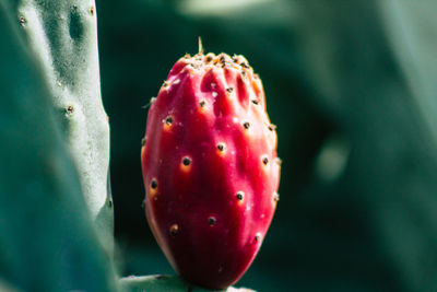 Close-up of succulent plants