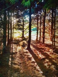 Sun shining through trees in forest